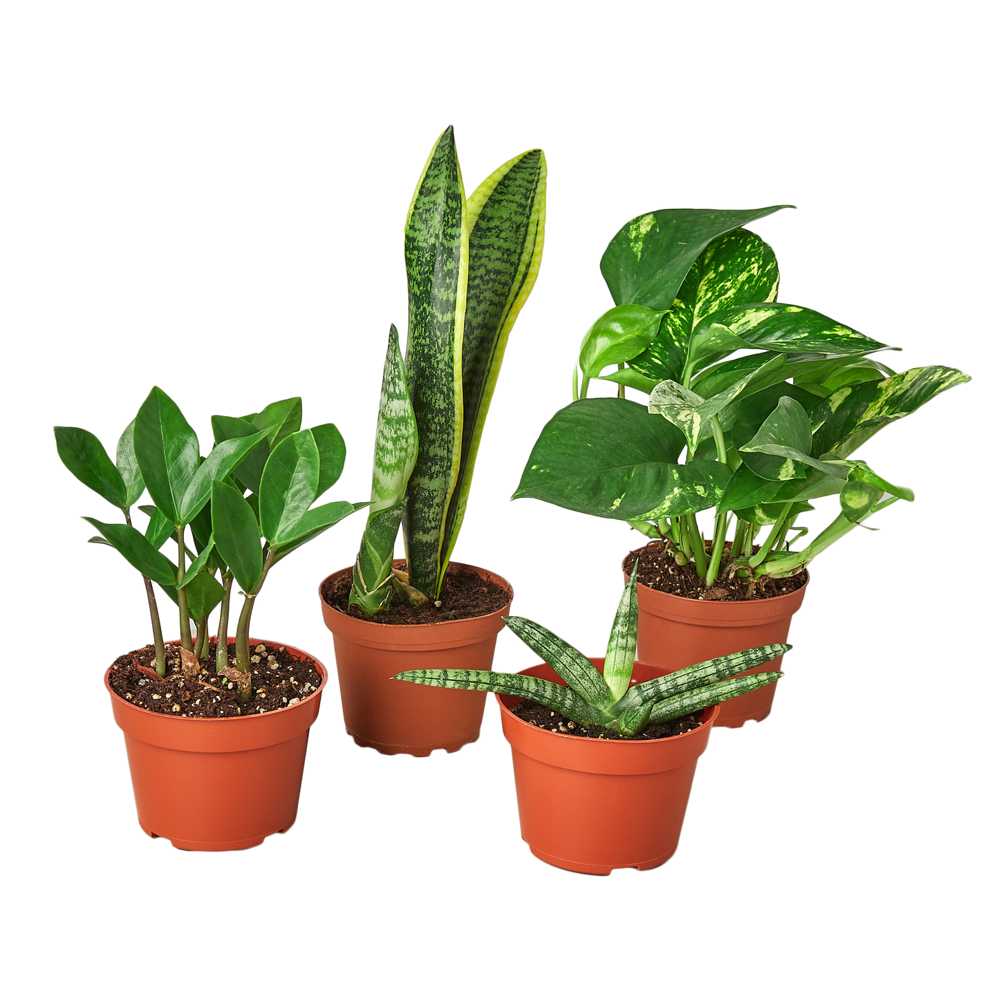 Rooted in Resilience Variety Bundle 🌿
