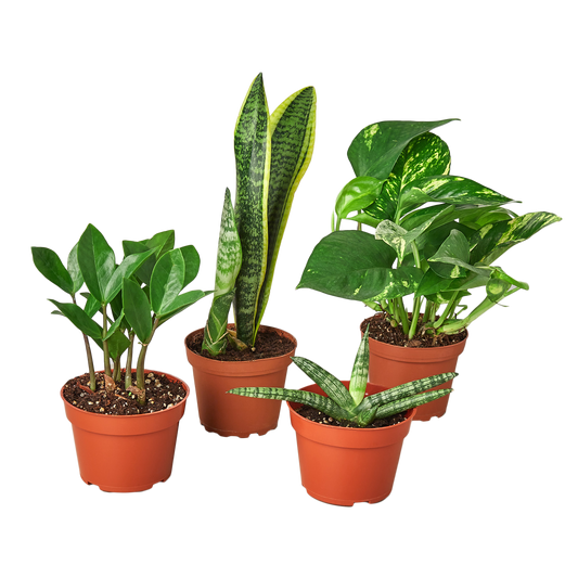 Rooted in Resilience Variety Bundle 🌿